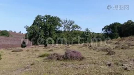 空中无人驾驶飞机视频快速飞行通过树非常接近树枝在国家公园，维鲁韦与开花的健康视频