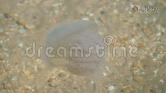 阿佐夫海的水母。 水母正在清澈的水里游泳..视频