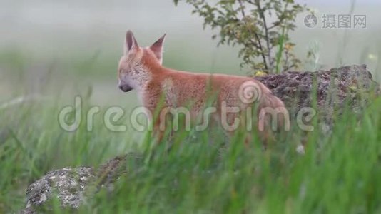 可爱的红狐狸幼崽站在草地上的石头上，环顾四周。 外阴视频