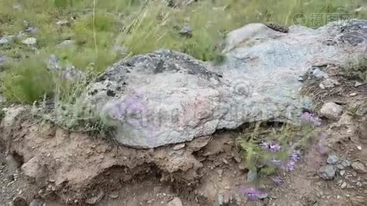 山里的坏天气。 大风摇花摇草.. 山地岩石地形。 在恶劣天气下在野外行走视频