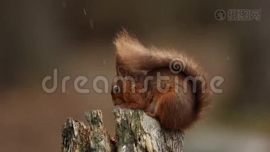一只令人叹为观止的红松鼠，一只粗俗的蜥蜴，坐在树桩上，在倾盆大雨中吃着坚果。视频