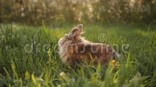 夕阳下，毛茸茸的棕色兔子在绿草中奔跑。视频