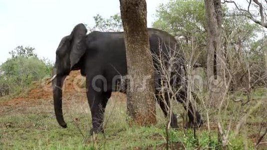 大象抓着他的腿到树上视频