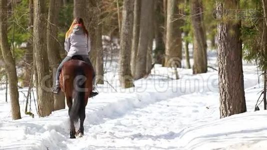 深冬。一个女人在雪路上的森林里骑马行走视频