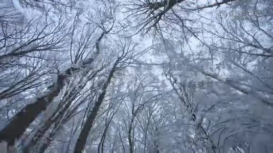 白雪森林视频