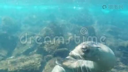 在厄瓜多尔加拉帕戈斯群岛的南普拉扎斯游泳的海底狮子射击视频