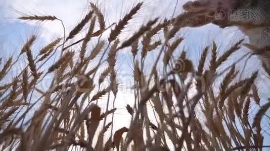 靠近雄性的手臂移动在成熟的小麦上生长在草地上。 年轻的农学家走过麦田，视频