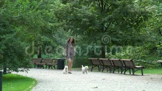 女人和两个小白狗在公园散步。 静态射击视频