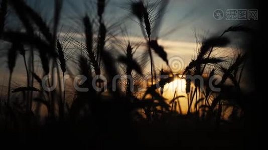 农业概念是麦田上金色的夕阳。 麦收穗慢动作视频生活方式背景天空视频