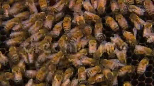 蜂冠上的一群蜜蜂视频