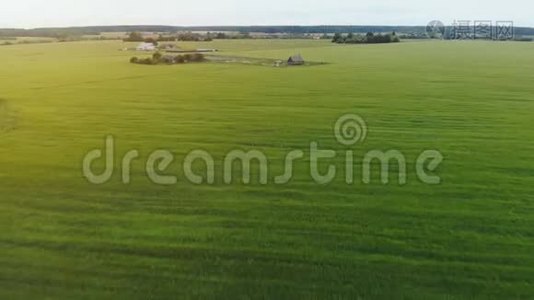 傍晚日落时，鸟瞰绿色的小麦田。视频