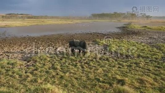 水牛在非洲大草原的池塘边被热的泥浆浸湿视频