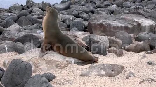 加拉帕戈斯海狮走向大海视频