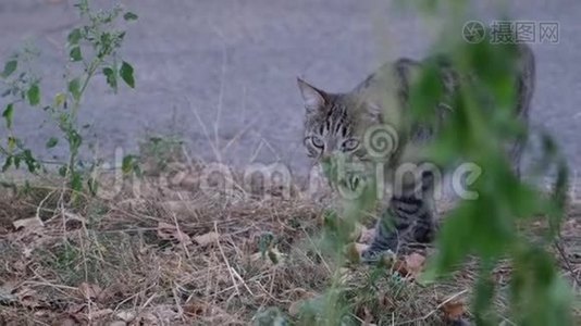 凶猛的流浪猫从灌木丛中溜出来视频