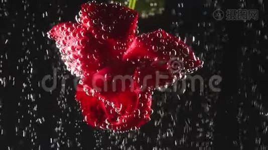 在波光粼粼的水下，在黑色的背景下，有着美丽的红色芳香玫瑰。宏观拍摄。闭合视频