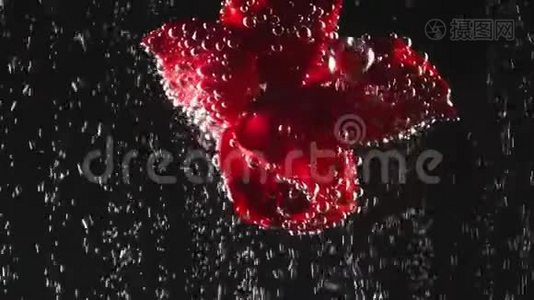 黑色背景下的水中有气泡的单瓣红花。 水下美景。 花卉概念视频