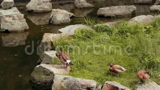 湖边有许多鸭子在草地上行走，周围有许多大石头视频