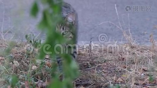 凶猛的流浪猫从灌木丛中溜出来视频