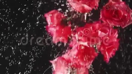 红色玫瑰花蕾在黑色背景上溅入水中。 飘落在水中的鲜花.. 有机的。 慢动作视频