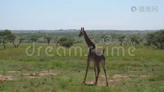 年轻的长颈鹿在草原上漫步，非洲有浓密的灌木和荆棘视频