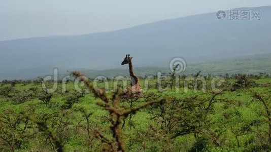 长颈鹿躺在草地上，躺在荒野非洲的灌木丛中视频