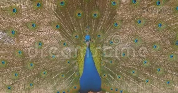 在户外的大自然中，一只美丽的孔雀在镜头前摆着一条张开的大尾巴视频