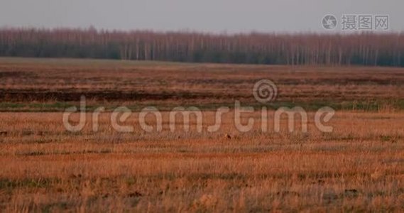 白俄罗斯春天田野里的鹞或马戏团青鸟。在欧亚大陆，成年雄性有时视频