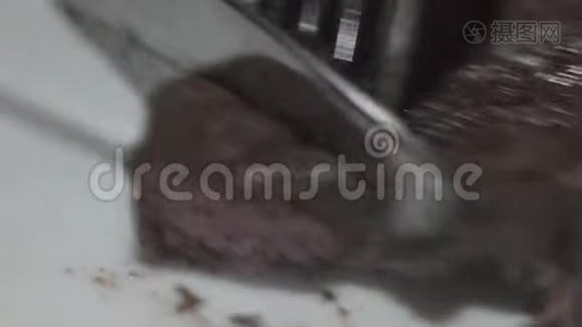 近距离观看人类用餐具切割牛肉片。宏观的观点，男人吃晚餐。肉食视频