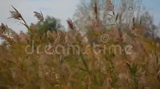 甘蔗风暴树背景视频