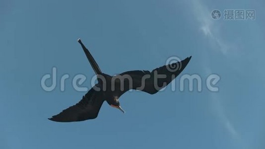从下面看到一只护卫舰鸟飞在加拉拉戈斯群岛视频
