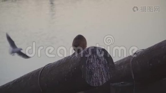 海狸海鸥坐在普拉哈海滨长廊的原木上视频