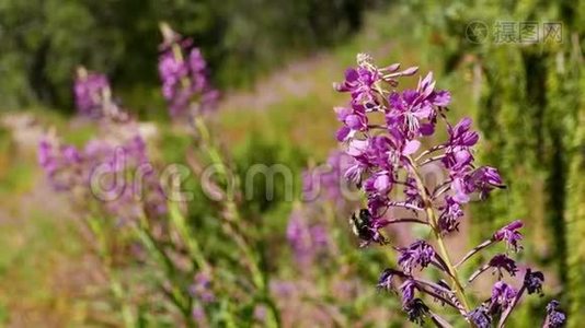 花大黄蜂涅盘山脉.视频