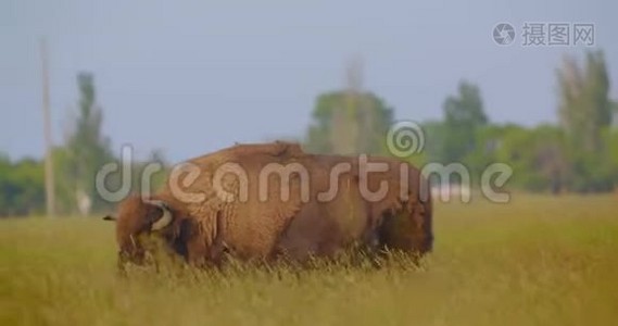 国家公园野外大型野牛吃草特写镜头视频
