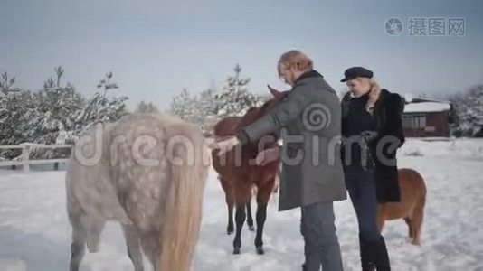 冬天，一对夫妇带着马和小马在农场户外散步。 一男一女抚摸着马。视频