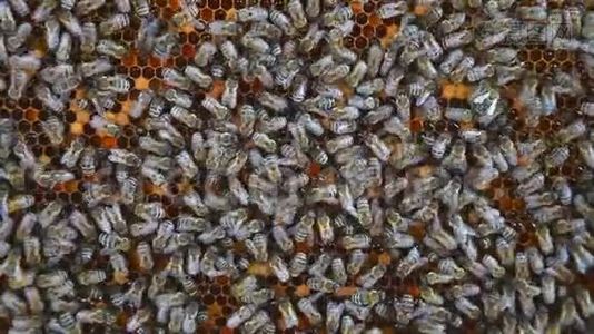 在蜂巢里工作的蜜蜂。 蜜蜂将花蜜转化为蜂蜜，并将其覆盖在蜂窝中视频