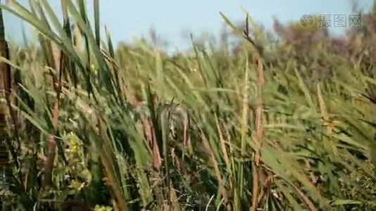 干草、芦苇、沼泽草、户外自然景观视频