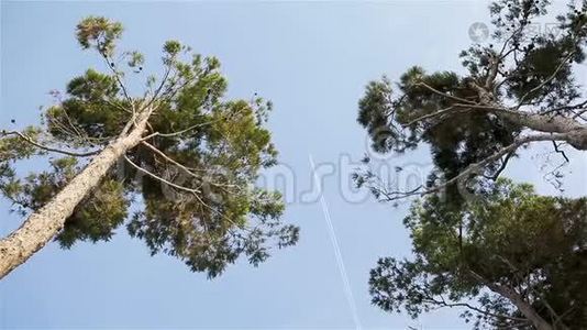 一架客机迎着夏日的蓝天在树间飞过视频