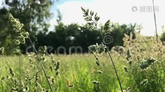 迎风摇曳的花草.. 在农村的一片草地上，周围充满了绿色植物。视频