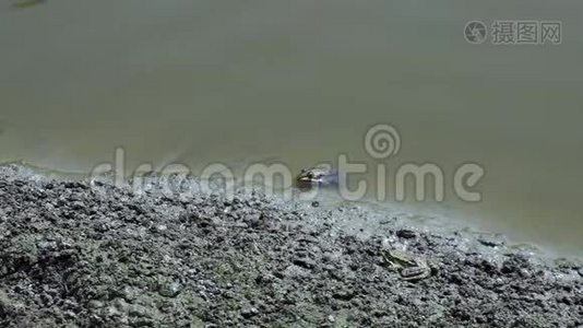 青蛙在沼泽里跳。 青蛙在水中的大自然。 野生动物概念视频