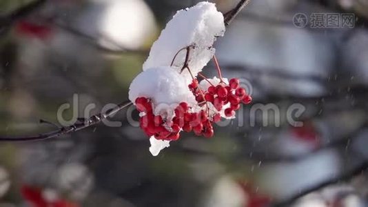 第一场雪覆盖着红团的罗旺视频