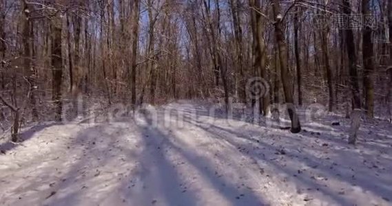在冬林中漫步..视频