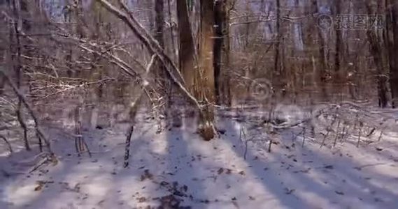 在冬林中漫步..视频