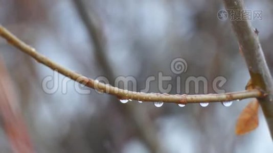 水滴在薄薄的树枝上视频