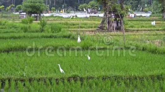 背景：白鹳在水稻梯田上的亚洲观绿色植物田产业。夏季观光农业。视频