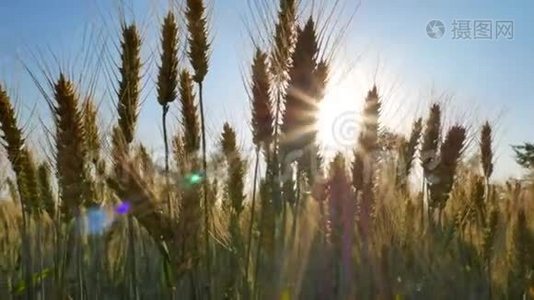 黑麦田。 阳光下的乡村风光视频