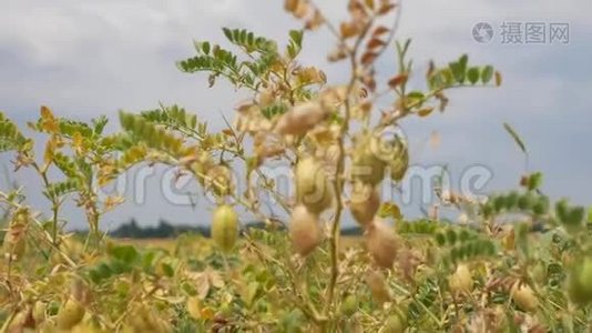 在球场上翻腾鹰嘴豆。 有机食品视频