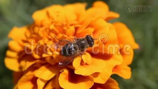 雄蜂苍蝇/墨西哥万寿菊/万寿菊/花视频