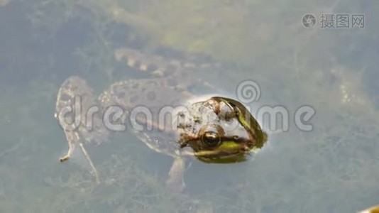 坐在水里的淡水蛙视频