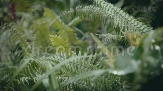 在雨天特写热带植物的叶子。视频