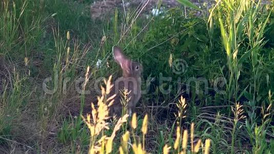 野兔吃草.. 兔子去空地寻找食物视频